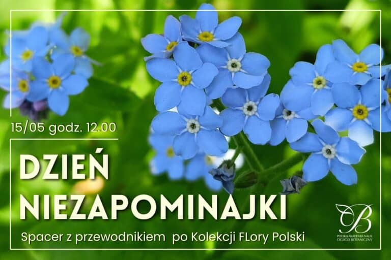 Day of the forget-me-nots - a walk