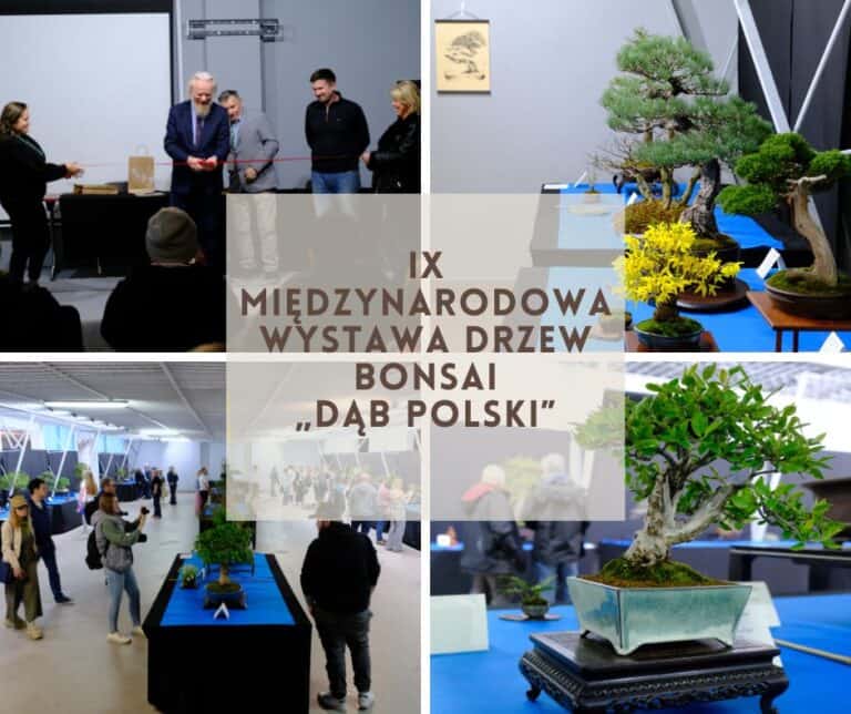 IX International Bonsai Tree Exhibition "Polish Oak" - resume