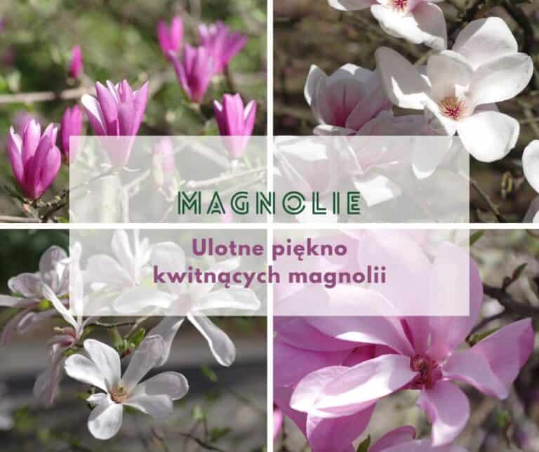 Enjoy the blooming magnolias!