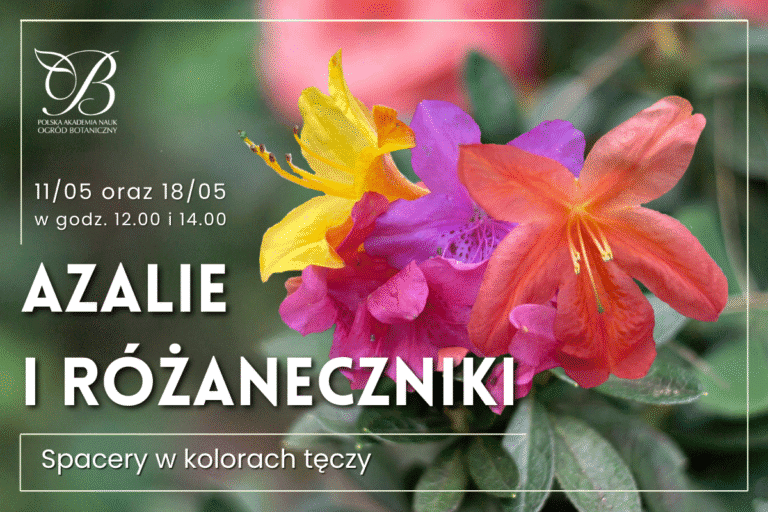 Azaleas and rhododendrons - a walk in the colors of the "rainbow"