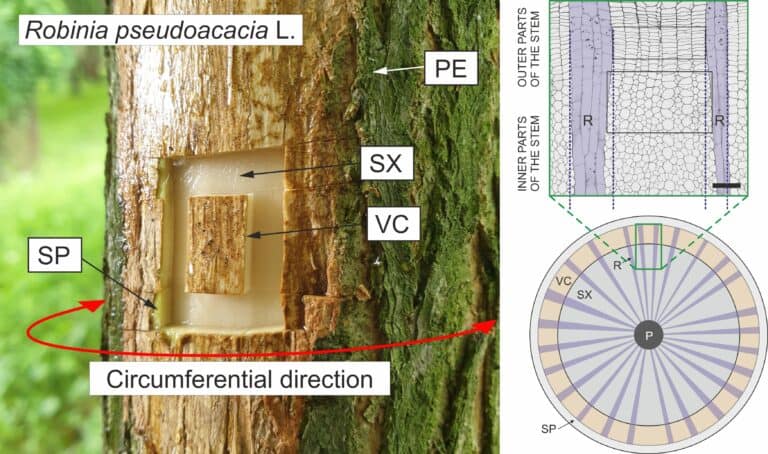 The relationship between rays and developing wood fibers was investigated