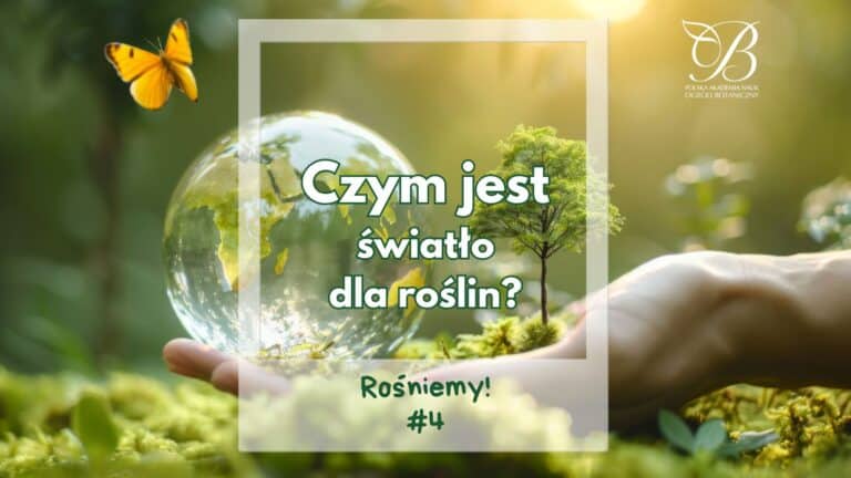 Rośniemy! #4 ✿ Czym jest światło dla roślin? ✿ Katarzyna Misiak