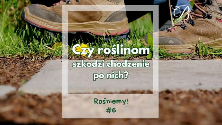 Rośniemy! #6 ✿ Czy roślinom szkodzi chodzenie po nich? ✿ Katarzyna Misiak