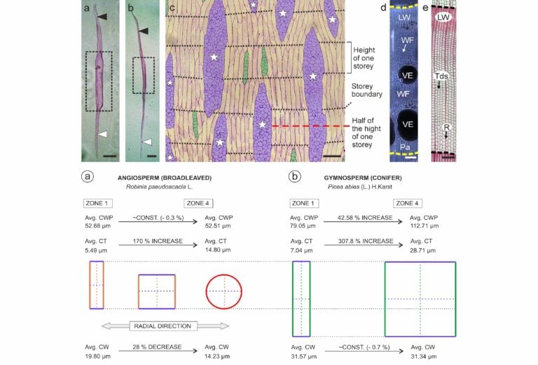 Zbadano sposób powiększania się powierzchni poprzecznej ciał włókien robinii akacjowej