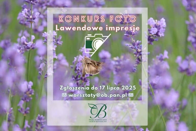 PHOTO COMPETITION - Lavender Impressions