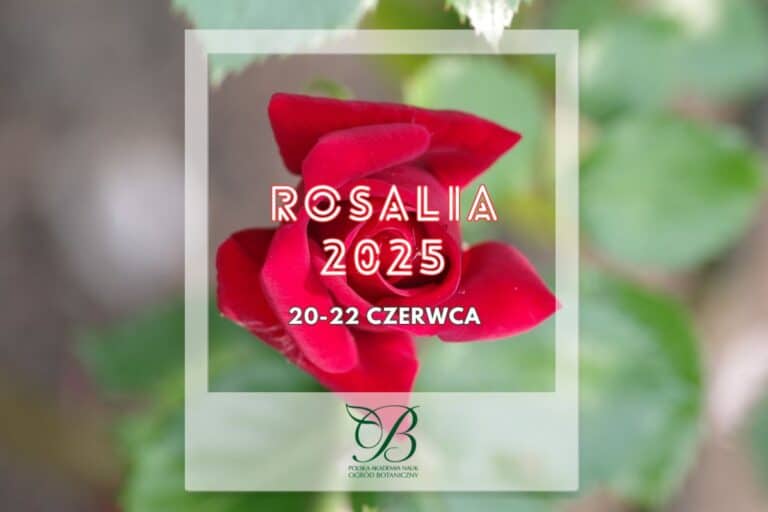Rose festival - Rosalia 2025