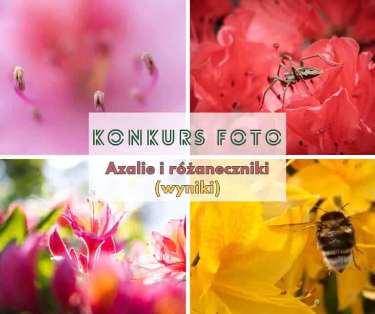 Photo contest "Azaleas and rhododendrons" - settled!