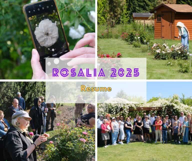 Rosalia 2025 - resume