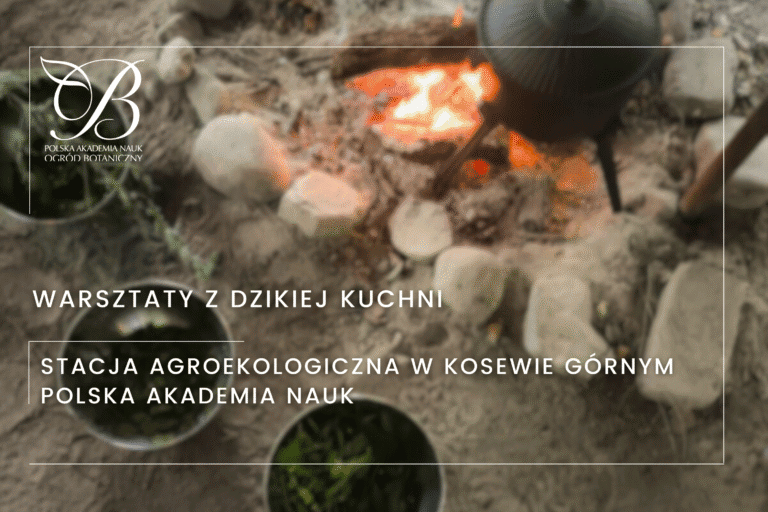 Warsztaty z&nbsp;dzikiej kuchni w&nbsp;Kosewie – smak natury prosto z&nbsp;ogniska! 