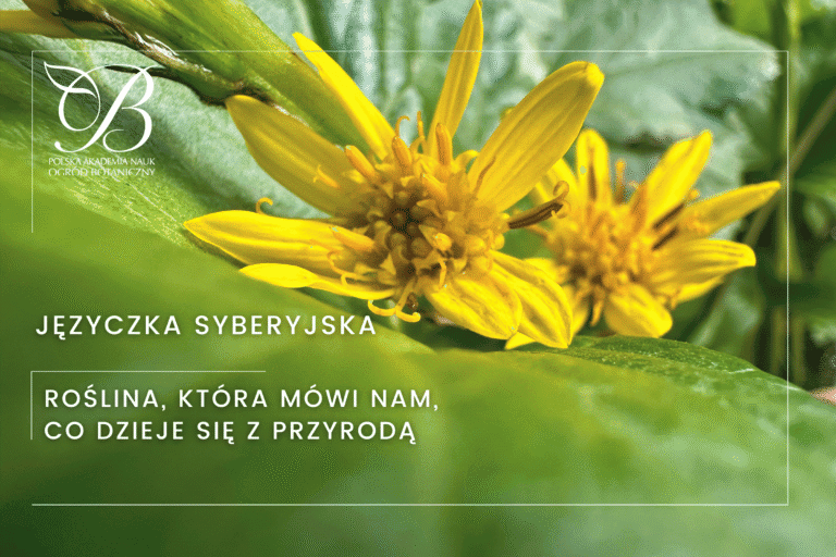 Języczka syberyjska: roślina, która&nbsp;mówi nam, co&nbsp;dzieje się z&nbsp;przyrodą