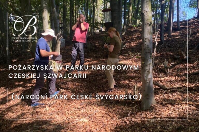The firelands in the Národní Park České Švýcarsko (National Park of Bohemian Switzerland).