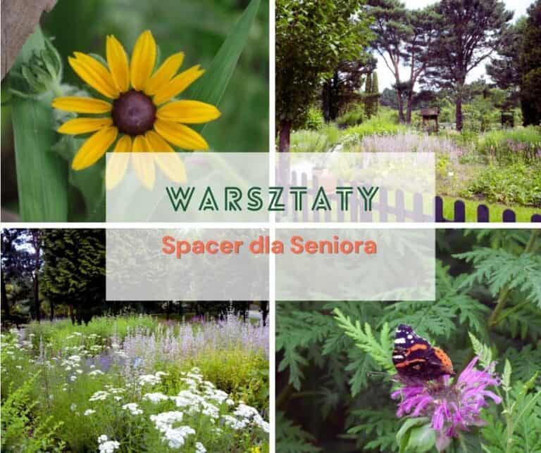 Walk for Seniors - a walk to say goodbye to summer