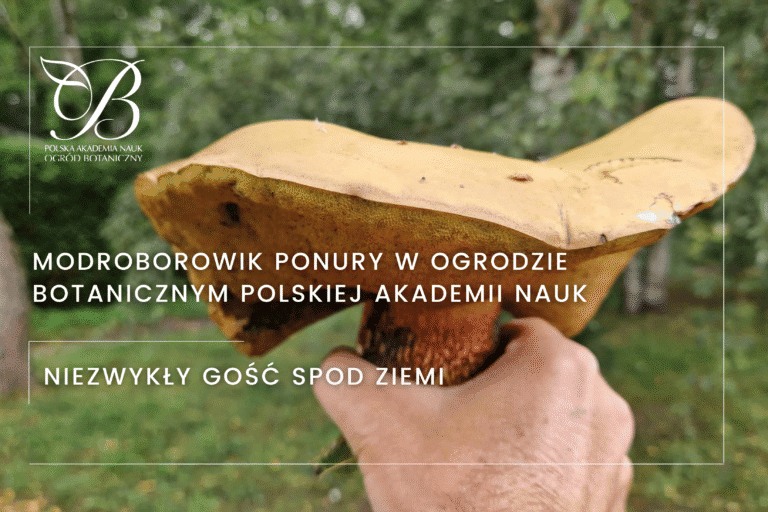 Modroborowik ponury w&nbsp;Ogrodzie Botanicznym Polskiej Akademii Nauk – niezwykły gość spod ziemi!