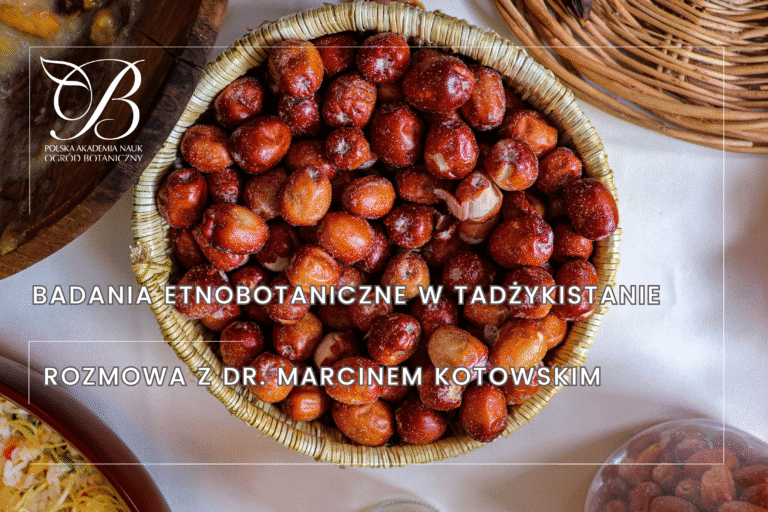 Badania etnobotaniczne w&nbsp;Tadżykistanie – rozmowa z&nbsp;dr. Marcinem Kotowskim