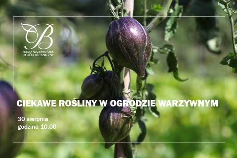 Interesting plants in the vegetable garden