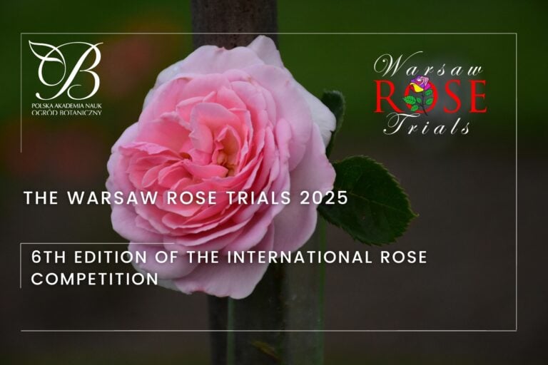 Meilland Roses - A Legacy of Passion, and Our 2025 Winner of the 6th International Rose Competition: The Warsaw Rose Trials 