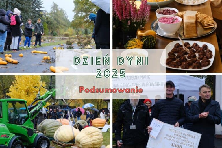 Dzień Dyni 2025 – podsumowanie