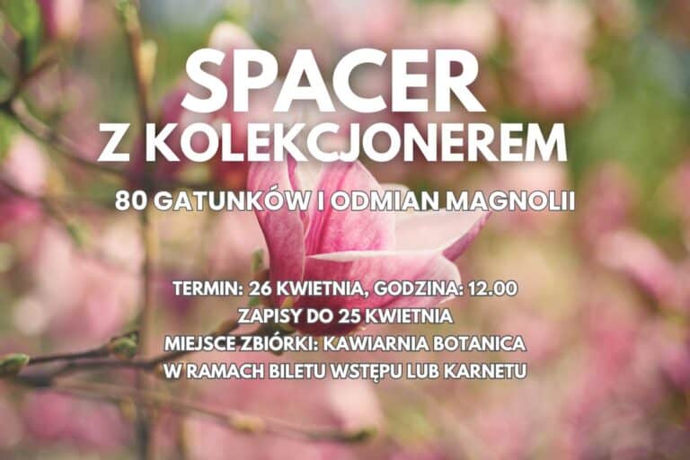 Magnolie – spacer z&nbsp;kolekcjonerem
