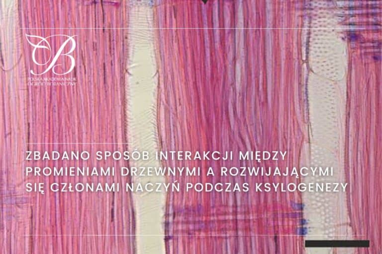 Zbadano sposób interakcji między promieniami drzewnymi a&nbsp;rozwijającymi się członami naczyń podczas ksylogenezy